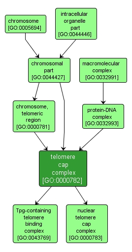GO:0000782 - telomere cap complex (interactive image map)