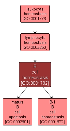 GO:0001782 - B cell homeostasis (interactive image map)