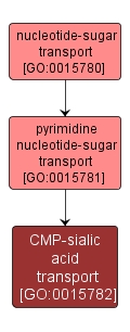 GO:0015782 - CMP-sialic acid transport (interactive image map)