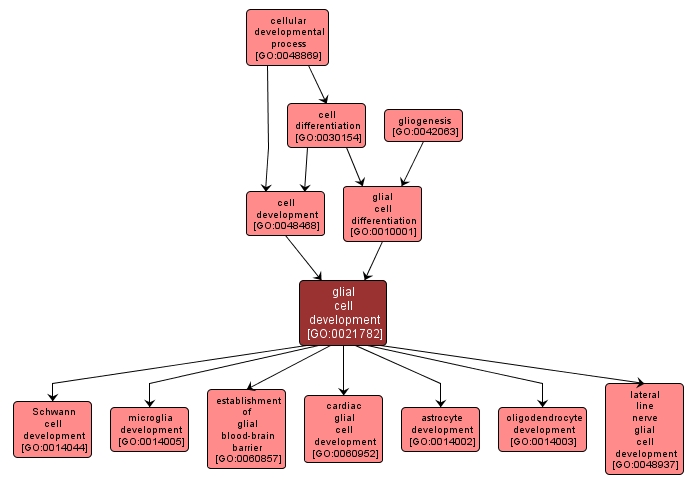 GO:0021782 - glial cell development (interactive image map)