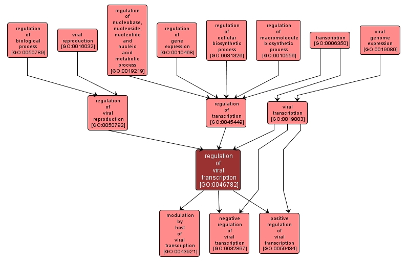 GO:0046782 - regulation of viral transcription (interactive image map)