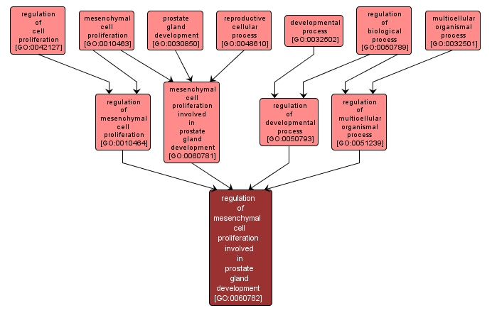 GO:0060782 - regulation of mesenchymal cell proliferation involved in prostate gland development (interactive image map)