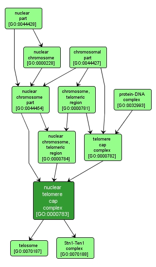 GO:0000783 - nuclear telomere cap complex (interactive image map)