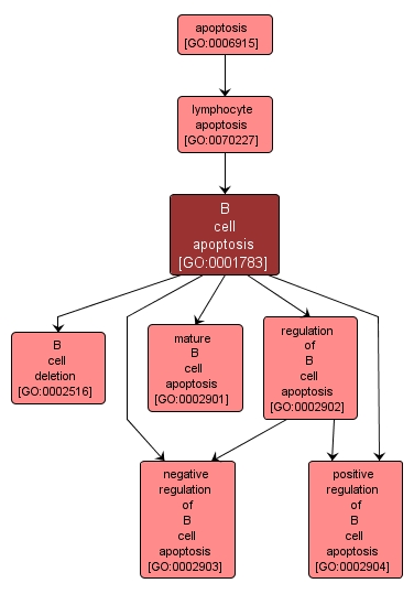 GO:0001783 - B cell apoptosis (interactive image map)