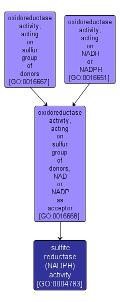 GO:0004783 - sulfite reductase (NADPH) activity (interactive image map)