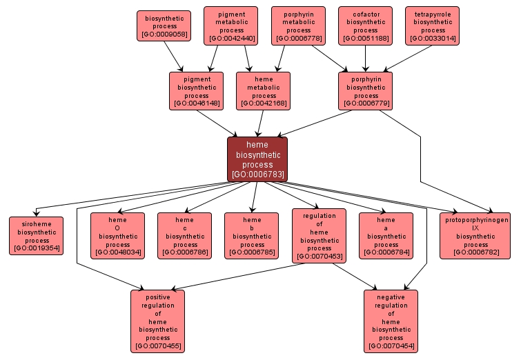 GO:0006783 - heme biosynthetic process (interactive image map)