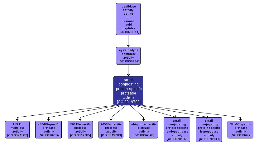 GO:0019783 - small conjugating protein-specific protease activity (interactive image map)