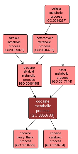 GO:0050783 - cocaine metabolic process (interactive image map)