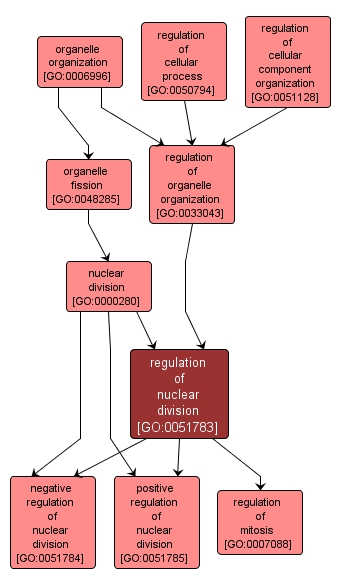GO:0051783 - regulation of nuclear division (interactive image map)