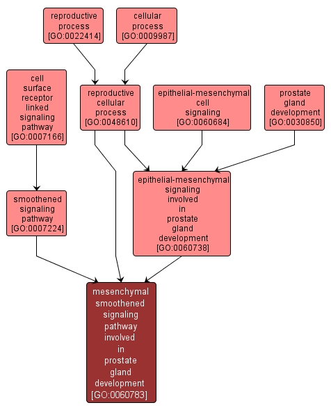 GO:0060783 - mesenchymal smoothened signaling pathway involved in prostate gland development (interactive image map)