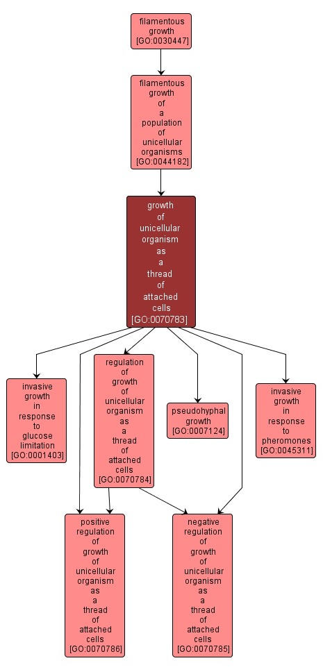 GO:0070783 - growth of unicellular organism as a thread of attached cells (interactive image map)