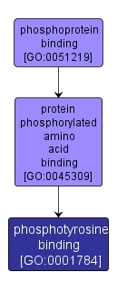 GO:0001784 - phosphotyrosine binding (interactive image map)