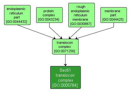 GO:0005784 - Sec61 translocon complex (interactive image map)