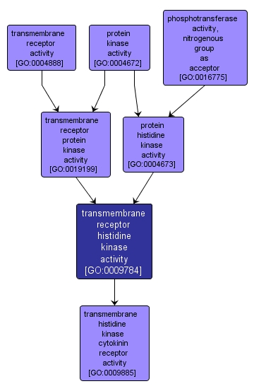 GO:0009784 - transmembrane receptor histidine kinase activity (interactive image map)