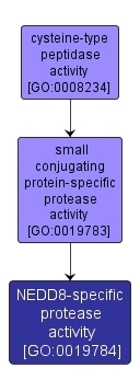 GO:0019784 - NEDD8-specific protease activity (interactive image map)