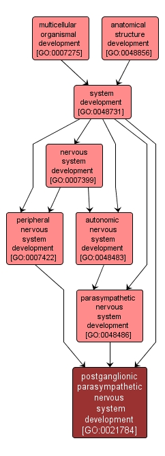 GO:0021784 - postganglionic parasympathetic nervous system development (interactive image map)