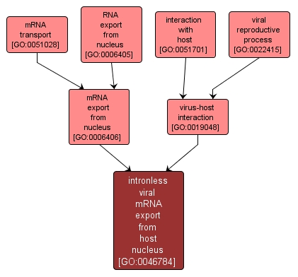 GO:0046784 - intronless viral mRNA export from host nucleus (interactive image map)