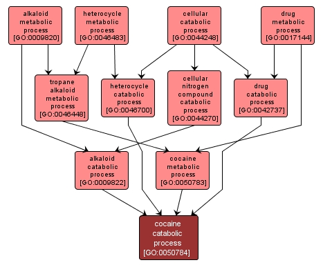 GO:0050784 - cocaine catabolic process (interactive image map)