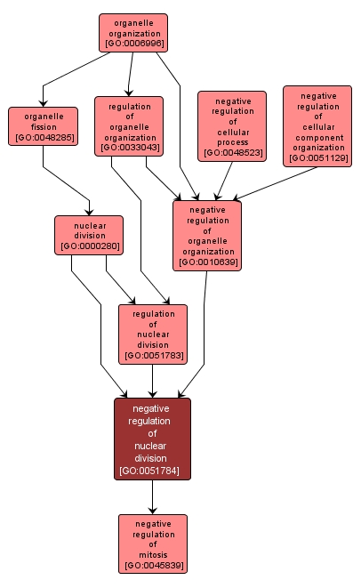 GO:0051784 - negative regulation of nuclear division (interactive image map)