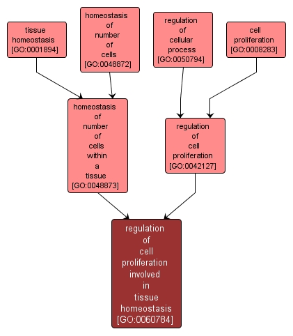 GO:0060784 - regulation of cell proliferation involved in tissue homeostasis (interactive image map)