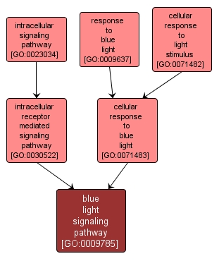 GO:0009785 - blue light signaling pathway (interactive image map)