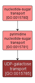 GO:0015785 - UDP-galactose transport (interactive image map)