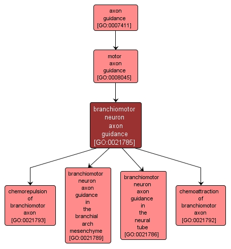 GO:0021785 - branchiomotor neuron axon guidance (interactive image map)