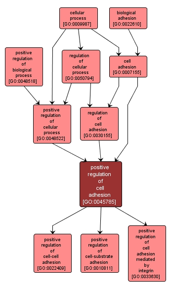 GO:0045785 - positive regulation of cell adhesion (interactive image map)