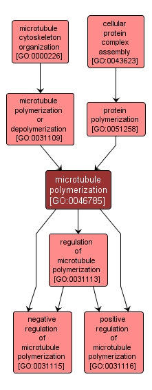 GO:0046785 - microtubule polymerization (interactive image map)
