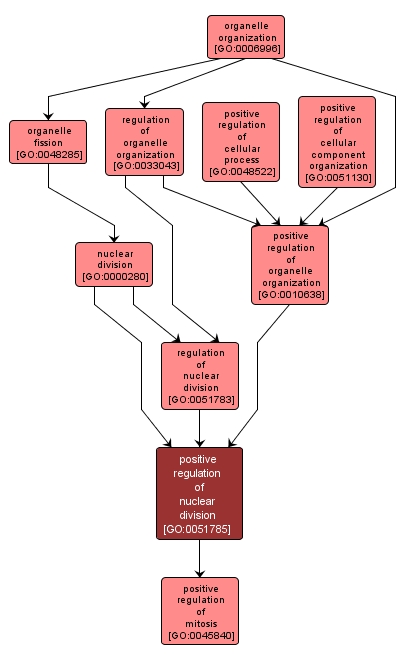 GO:0051785 - positive regulation of nuclear division (interactive image map)