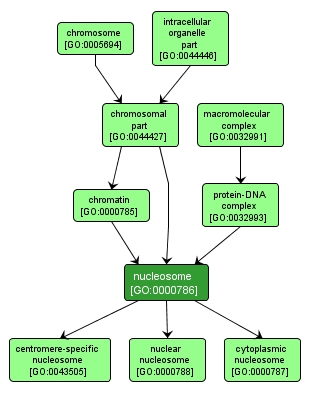 GO:0000786 - nucleosome (interactive image map)