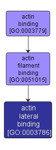 GO:0003786 - actin lateral binding (interactive image map)