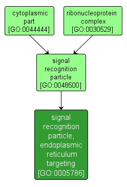 GO:0005786 - signal recognition particle, endoplasmic reticulum targeting (interactive image map)