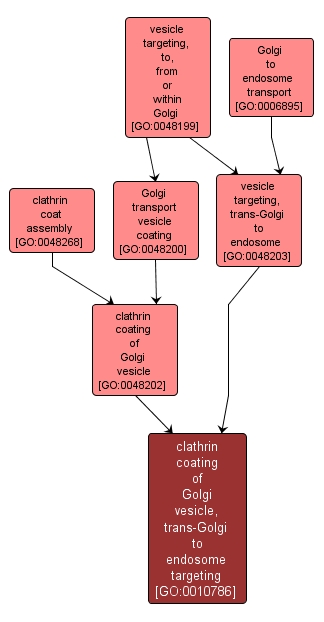 GO:0010786 - clathrin coating of Golgi vesicle, trans-Golgi to endosome targeting (interactive image map)