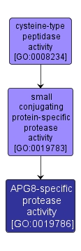 GO:0019786 - APG8-specific protease activity (interactive image map)