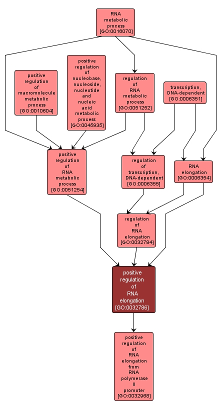 GO:0032786 - positive regulation of RNA elongation (interactive image map)