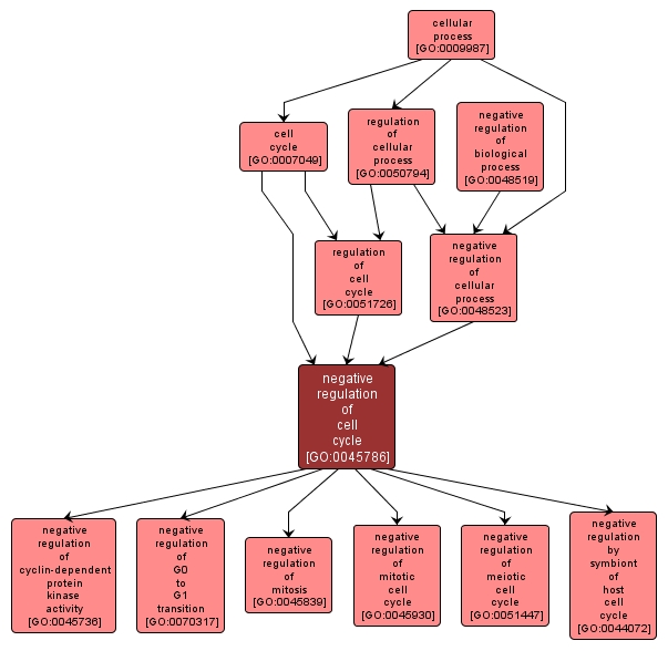 GO:0045786 - negative regulation of cell cycle (interactive image map)