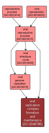 GO:0046786 - viral replication complex formation and maintenance (interactive image map)