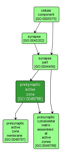 GO:0048786 - presynaptic active zone (interactive image map)