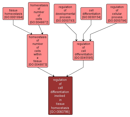 GO:0060786 - regulation of cell differentiation involved in tissue homeostasis (interactive image map)