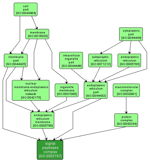 GO:0005787 - signal peptidase complex (interactive image map)