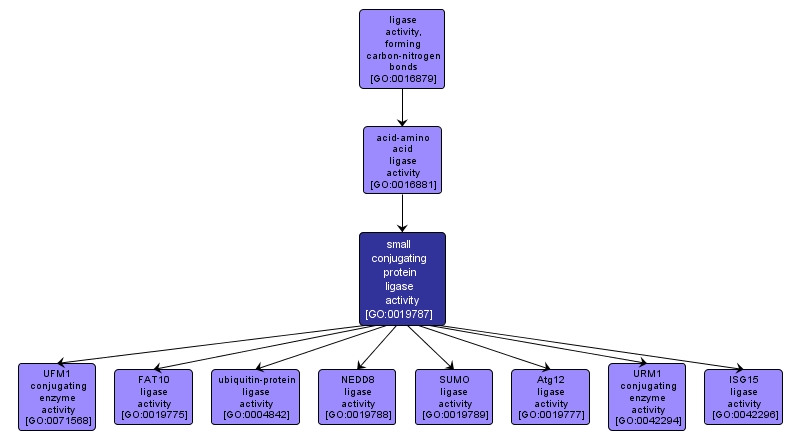 GO:0019787 - small conjugating protein ligase activity (interactive image map)