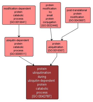 GO:0042787 - protein ubiquitination during ubiquitin-dependent protein catabolic process (interactive image map)