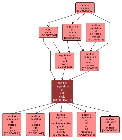 GO:0045787 - positive regulation of cell cycle (interactive image map)