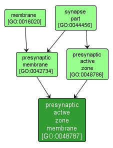 GO:0048787 - presynaptic active zone membrane (interactive image map)