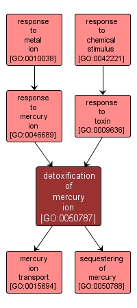 GO:0050787 - detoxification of mercury ion (interactive image map)