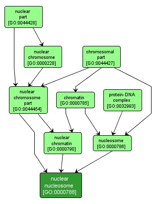 GO:0000788 - nuclear nucleosome (interactive image map)