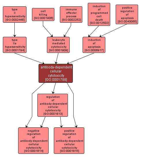 GO:0001788 - antibody-dependent cellular cytotoxicity (interactive image map)