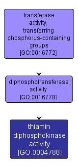 GO:0004788 - thiamin diphosphokinase activity (interactive image map)
