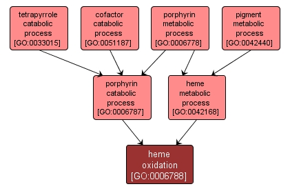 GO:0006788 - heme oxidation (interactive image map)